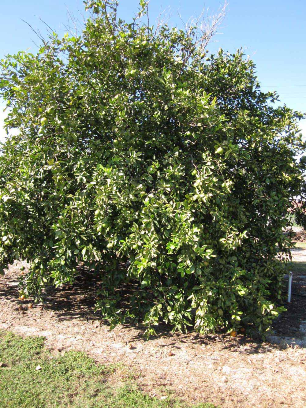            Habit (Winter Haven, FL)   